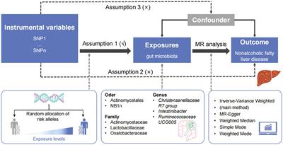 Impact of gut microbiota on nonalcoholic fatty liver disease: insights from a leave-one-out cross-validation study